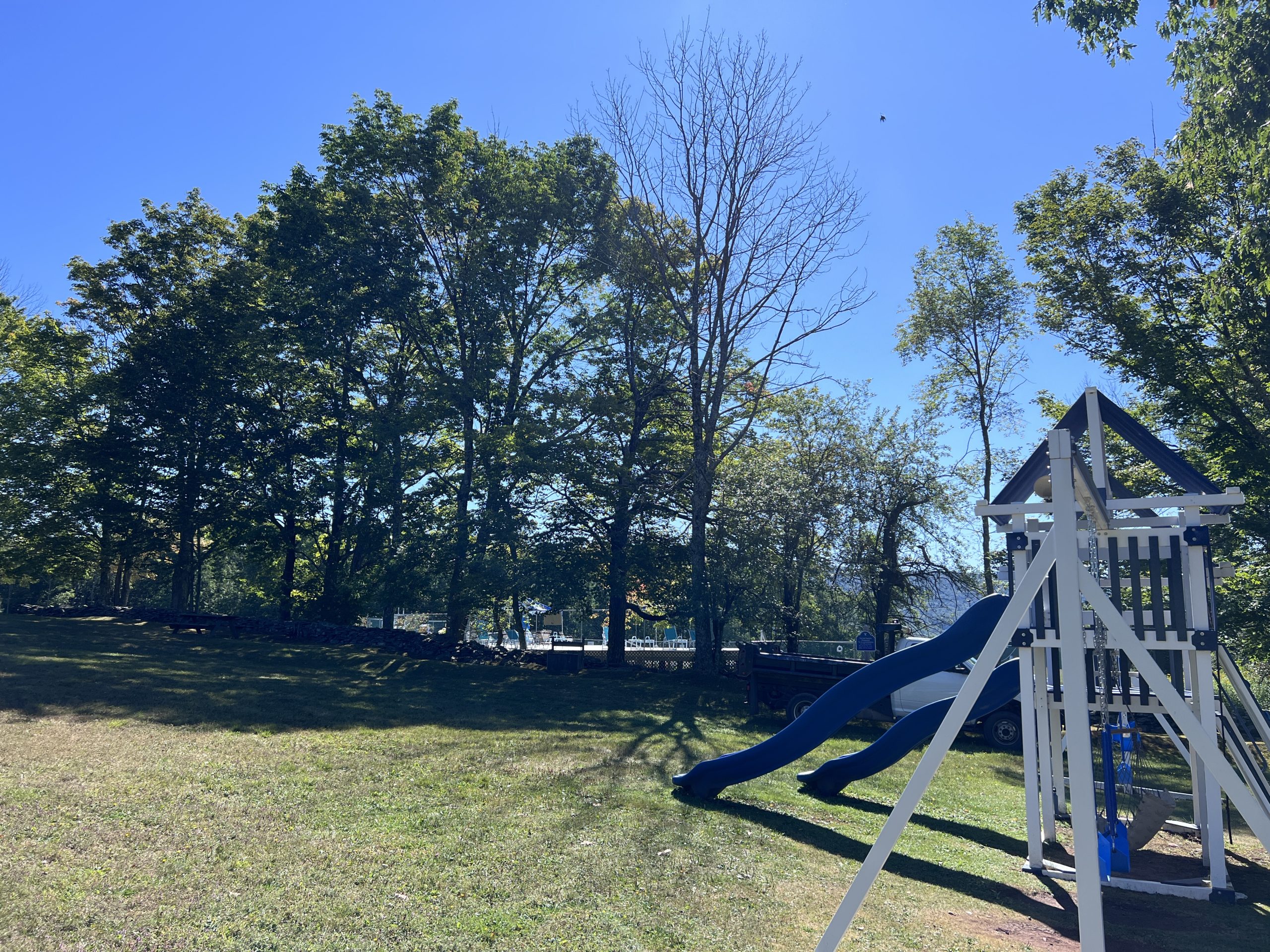 Trees by the Macklin playground